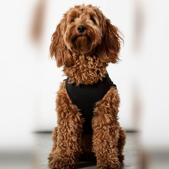 Killstar “Full Moon” Pet Vest Hoodie – Black Jersey Cotton XL w/ Graphic Print - Picture 4 of 10